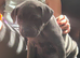 KC reg Blue Staff Puppies