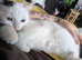 Poppy white kitten