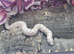 Western hognose babies CB26 from &pound;160