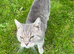 Cat for sale