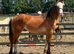 Welsh d yearling filly