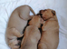 Alaunt/ bull x puppies