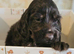 Show cocker spaniel