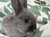 Netherland Dwarf x Mini lop