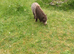 Shetland pony