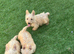 Scottish terrier puppies