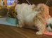 Boy Shih Tzu