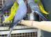 Ring neck parrot