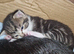 GORGEOUS RESCUE KITTENS & MUM | READY OCTOBER