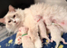 Lilac Mitted Active GCCF ragdoll female