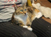 Rehoming
