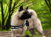 KC American Akita