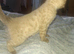 Ready now 2 female bengal kittens