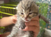 British shorthaired and longhaired kittens