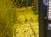 3 panda corydoras