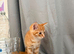 1/4 Bengal Fluffy Ginger Male Kitten