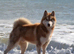 Make Siberian husky