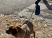 Dachshund x Pug 8 Months Old Baby Pixy