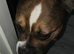 FEMALE BOSTON/ FRENCHIE 2 SEPTEMBER