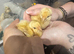 Different purebred Orpington chicks