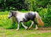 Fell x cob blue and white passport and chipped