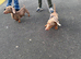 2 mini isabellla dachshund boys
