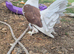 Indian fantails in wembley looking for new home