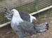 Silver Braekel (similar to a Silver Campine) female chickens