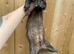 Black self hybrid 1 year hob