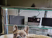 Frenchie girl health checked
