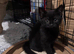 Black female kittens