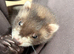 Two Male Ferret Kits