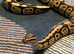 male and female Royel pythons