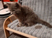 Pedigree Maine Coon kittens in Manchester
