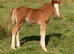 Lovely natured evenly marked colt