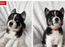 Husky Puppies for Sale