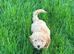 Gourgeous Cavapoochon Girl