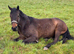 Project Weatherby Mare