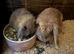 Lop lionheads females