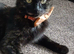 Beautifull Willow looking for a loving home.