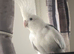 White faced pied MALE cockatiel for sale