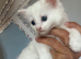 White female kitten READY NOW