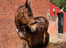 Full Loan wanted - Meet Apollo