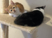 Two beautiful boys available