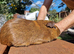 California x male guinea pig, ip3