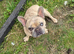 French bulldog