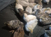 Button quail
