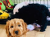 F1b Toy cockapoo 2 girls left