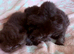 Chocolate & Black Exotic Shorthair Kittens Available