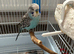 English male budgie